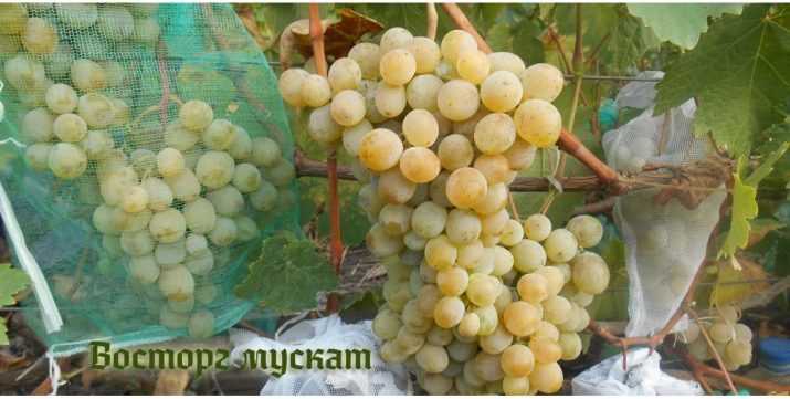 Виноград восторг — белый мускатный сорт высшего качества!