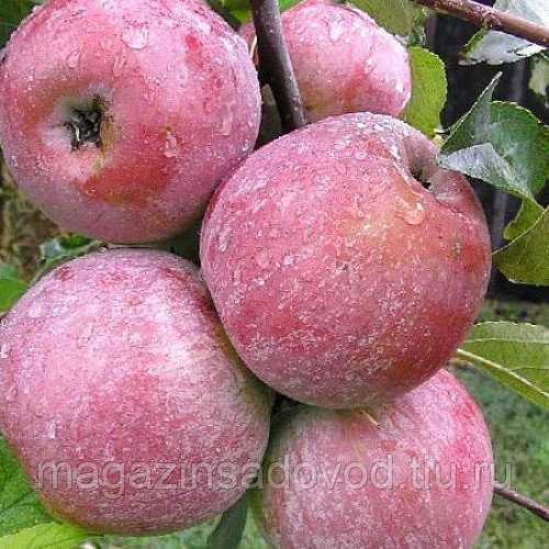 Описание сорта яблони память ульянищева: фото яблок, важные характеристики,урожайность с дерева