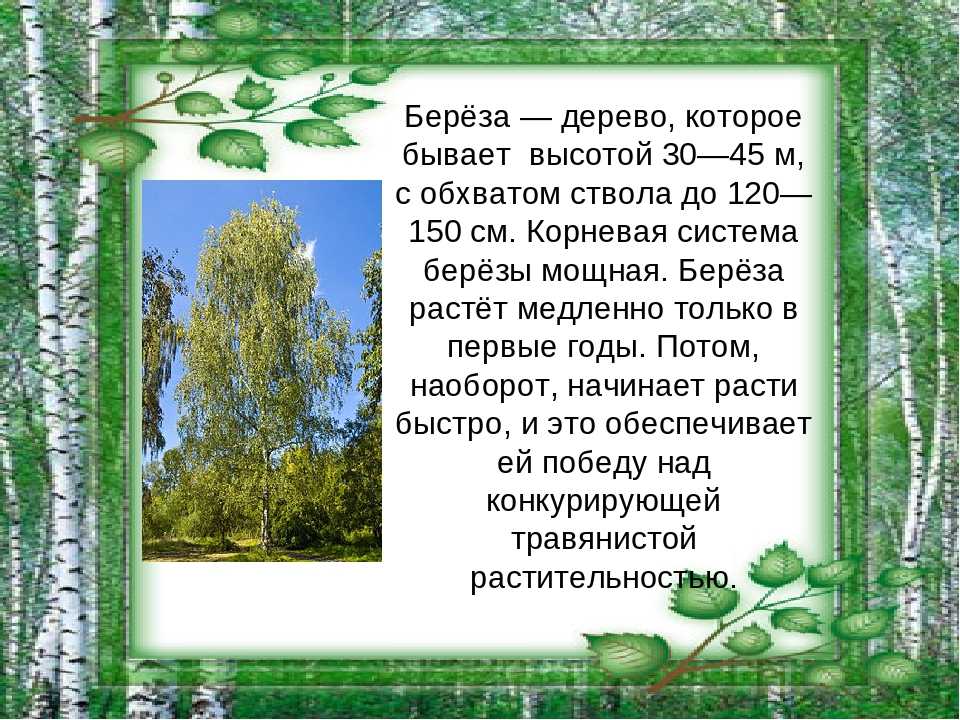 Берёза на участке — какую посадить и как использовать? описание видов, особенности выращивания. фото — ботаничка.ru