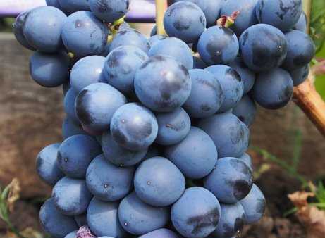 Виноград каберне совиньон: описание и характеристики сорта, особенности ухода и фото
