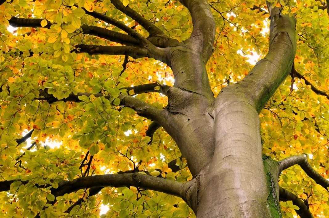 Дерево дуб обыкновенный – зеленый символ мудрости