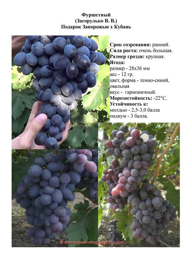 Виноград августа: описание и характеристики сорта, особенности ухода и фото