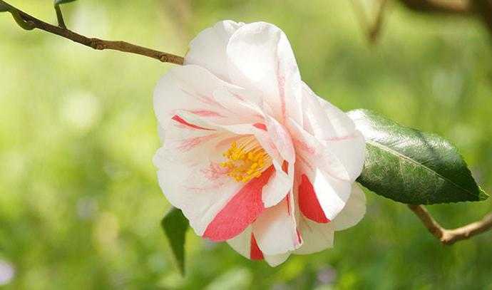 Садовая камелия: посадка, выращивание цветов и уход за отдельными сортами