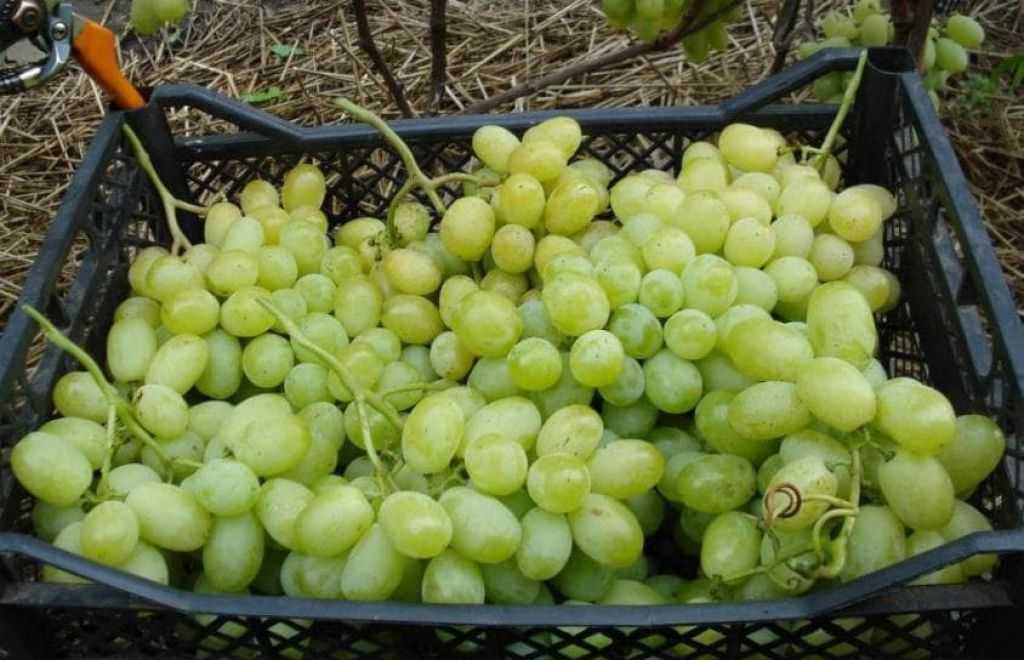 Виноград сорта лора — описание, посадка и уход