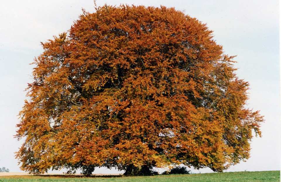 ✅ дерево бук: описание букового дерева и его плодов - сад62.рф