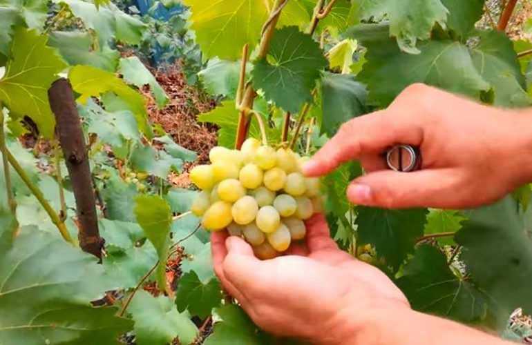 Легкий в выращивании виноград алешенькин