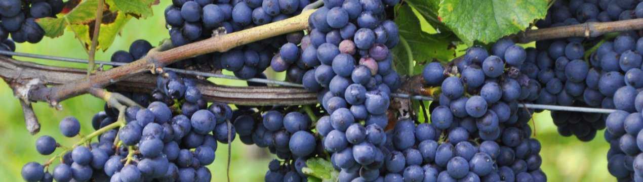 Виноград шардоне: описание и характеристики сорта, особенности ухода и фото
