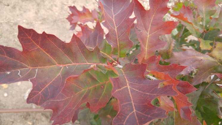 Дуб красный (34 фото): канадский краснолистный, американский, северный и другие названия quercus rubra, описание, как быстро растет дерево