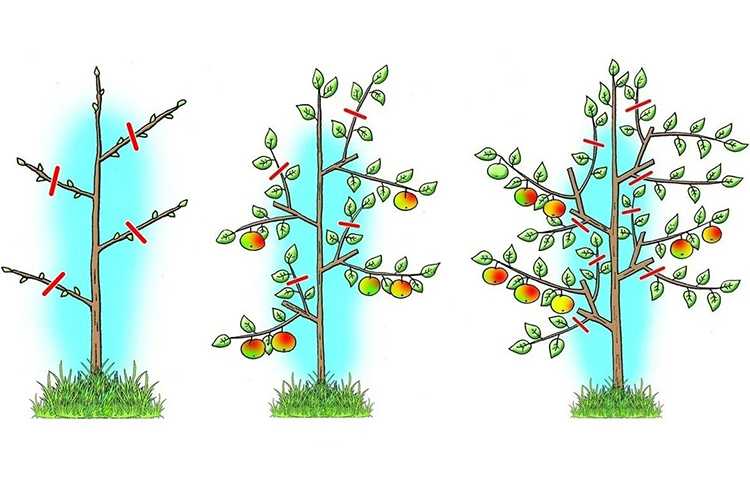 Обрезка колоновидных яблонь: уход, как правильно формировать летом и осенью, можно ли