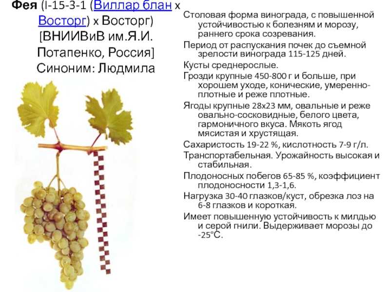 Виноград юбилейный: описание и характеристики сорта, особенности ухода и фото