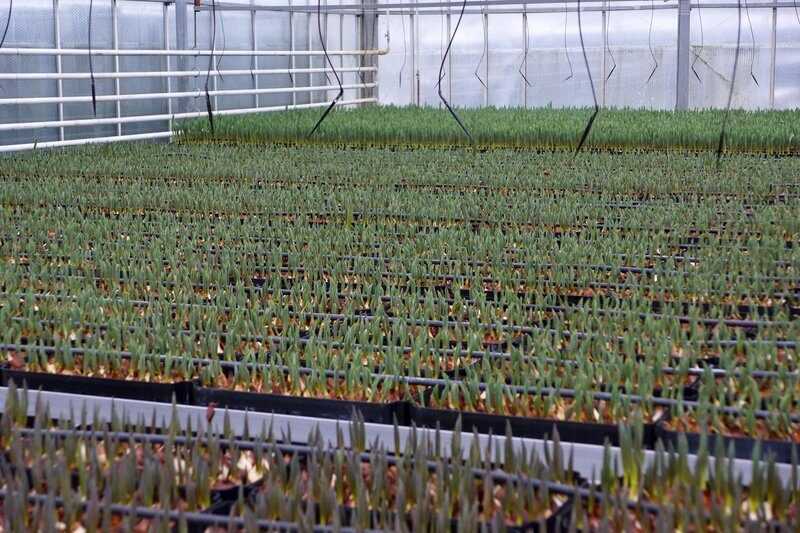 Хризантема корейская: виды и рекомендации по выращиванию
