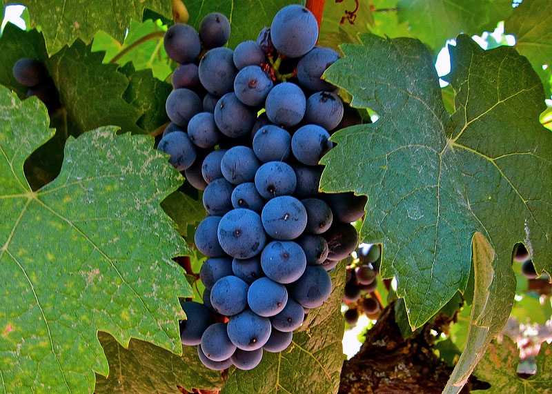 Вино франции из винограда гренаш | блог сомелье