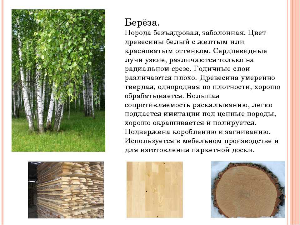 Ольха: описание дерева, места произрастания, виды