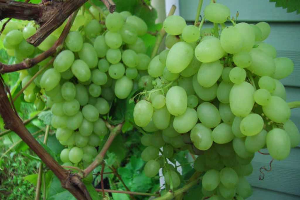 Десертный сорт винограда алёшенькин, обожаемый садоводами