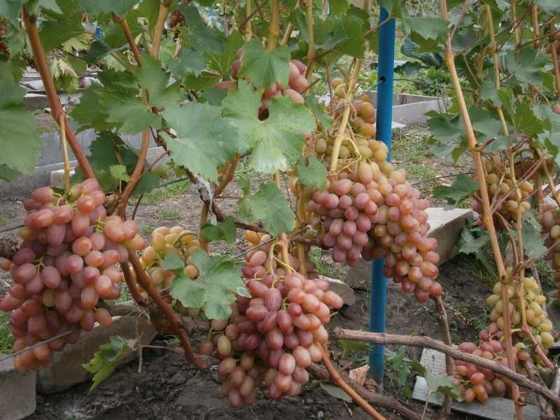 Виноград столетие: краткое описание, урожайность, выращивание и отзывы