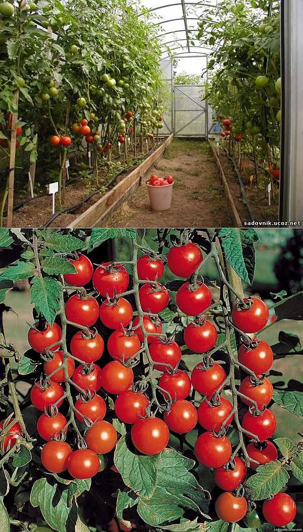 Выращивание помидоров отзывы. Сорт помидор Рапунцель. Томат черри ампельный детерминантный. Томаты растут. Сорта помидор для теплицы.