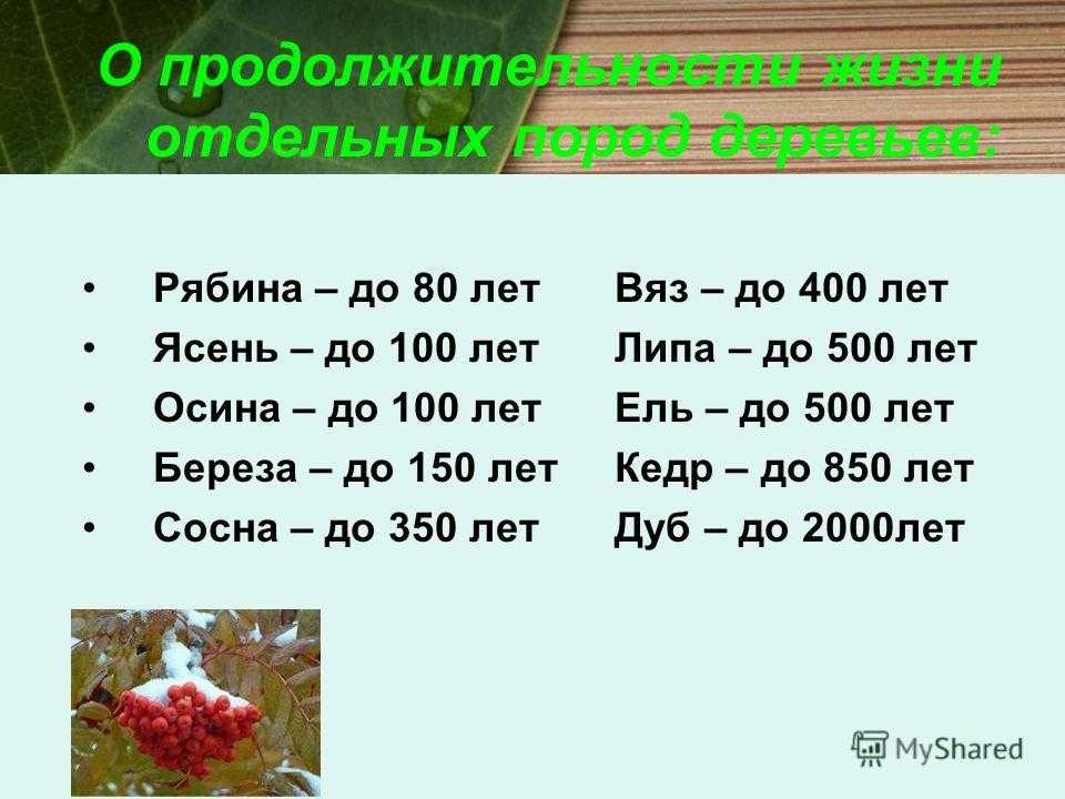 Сколько лет живет липа? сколько растет дерево в россии? обзор наиболее старых представителей