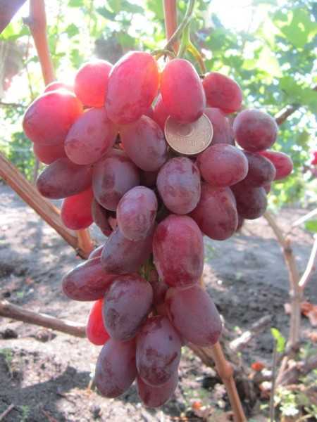 Виноград кишмиш лучистый: описание и характеристики сорта, особенности ухода и фото