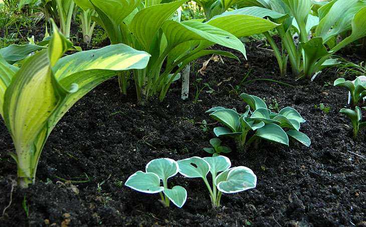 Хоста брим кап — как выращивать растение