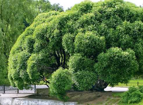 Плакучая ива (64 фото): декоративное карликовое дерево и другие. как размножается? быстро ли растет? описание и примеры на дачном участке