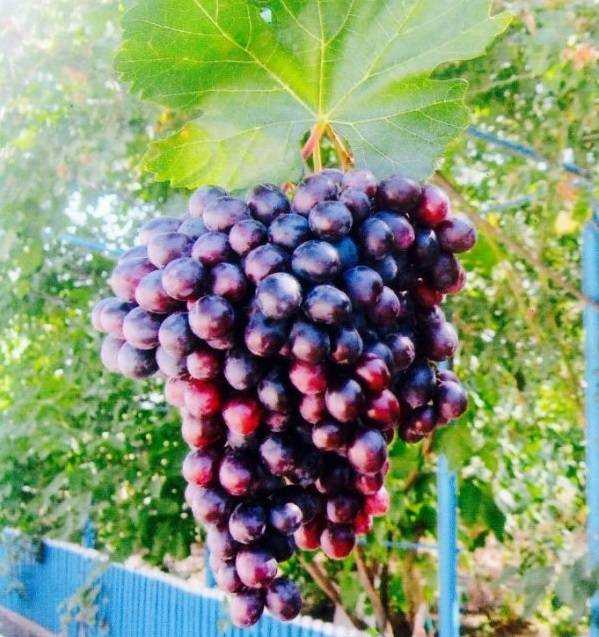 Амурский виноград, посадка и уход. как выращивать амурский виноград. особенности выращивания амурского винограда.