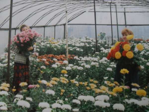 Зимостойкие сорта хризантем: 20 самых лучших с фото и описанием, корейские, индийские, особенности выращивания и отзывы