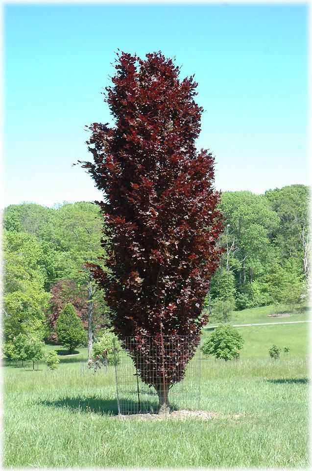 Необычный красный дуб