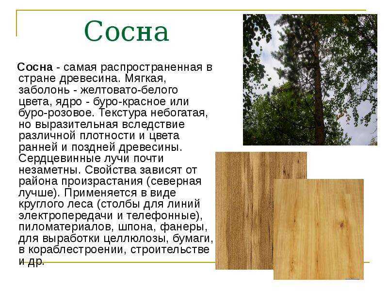 Какое дерево лучше для резьбы по дереву: породы древесины, особенность материалов