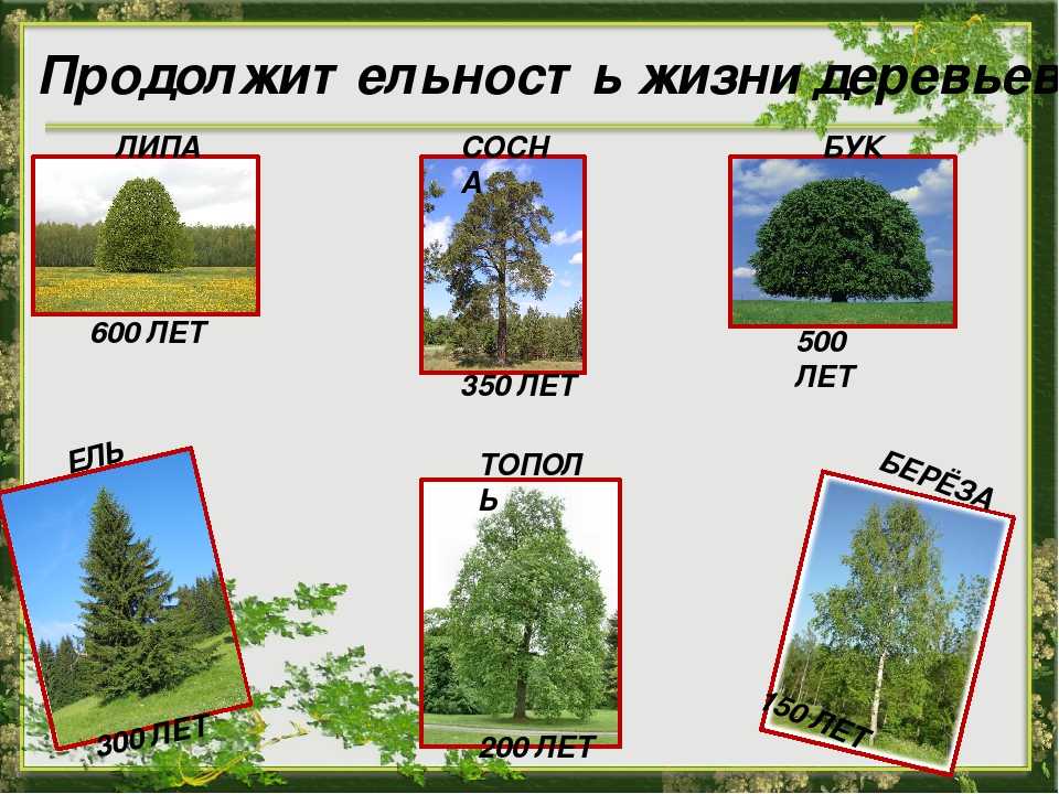 Продолжительность жизни деревьев таблица