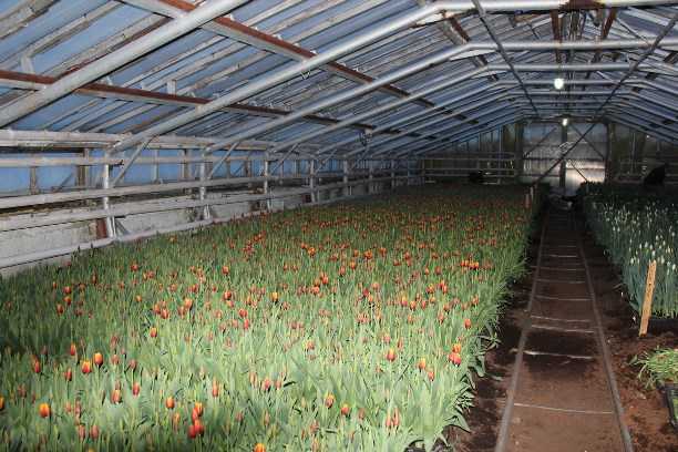 Зимостойкие сорта хризантем: 20 лучших, особенности выращивания, фото и отзывы
