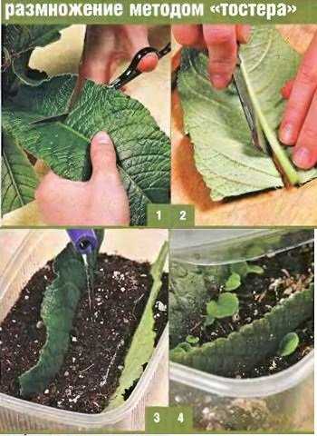 Как размножать суккуленты? как размножить растение черенками или листьями в домашних условиях. уход после разведения
