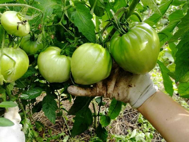 Данко томат: характеристика и описание сорта, особенности выращивания и ухода помидоров