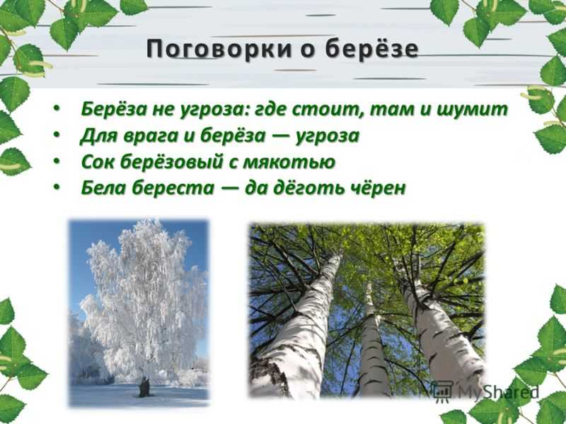 Береза - русское дерево: описание дерева, виды и сорта, применение, посадка