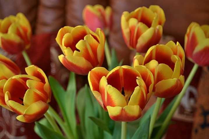 Кустовые тюльпаны (многоцветковые): сорта акилла, виннипег, аннелинда уайт, квебек, описание, фото