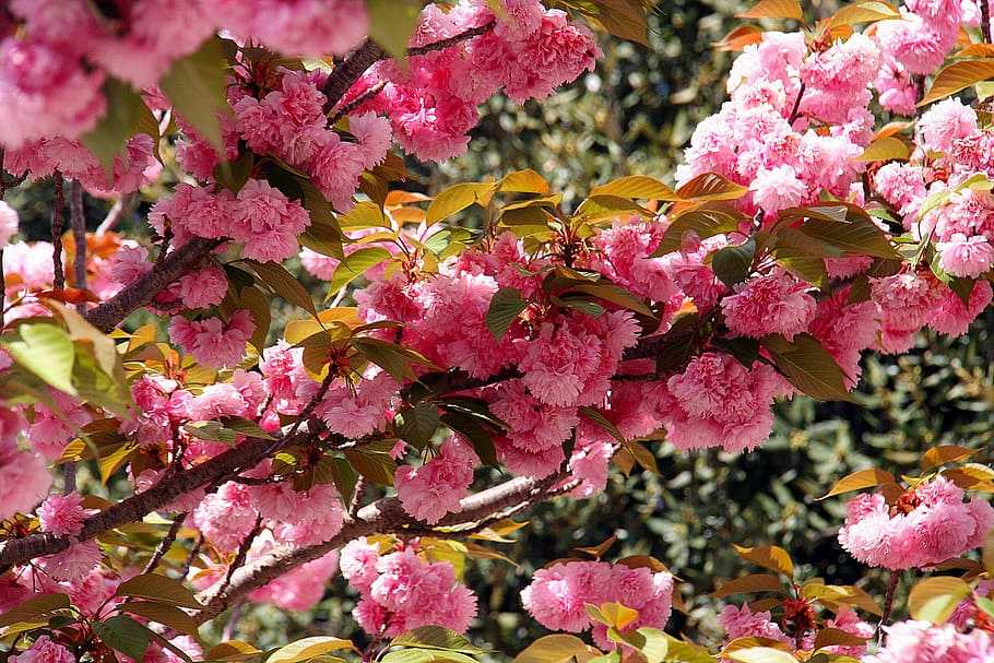 Весенние цветы сибири - фото и названия первоцветов | itonga.ru