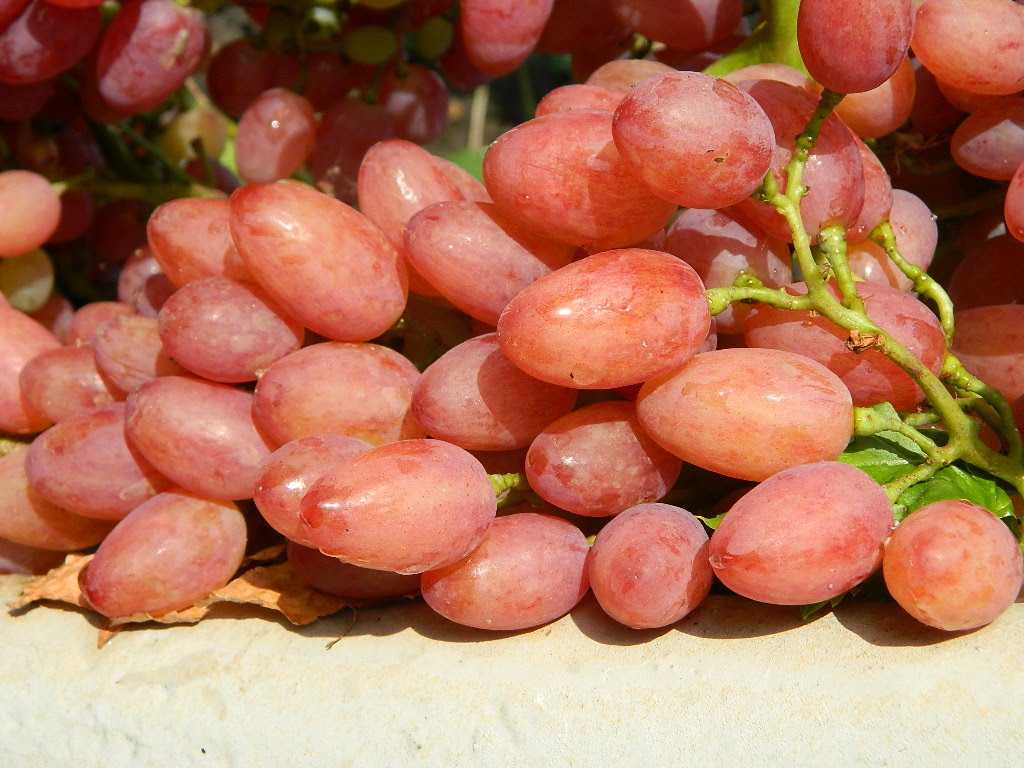 Виноград «кишмиш лучистый»: описание и характеристика сорта, особенности агротехники и ухода, фото