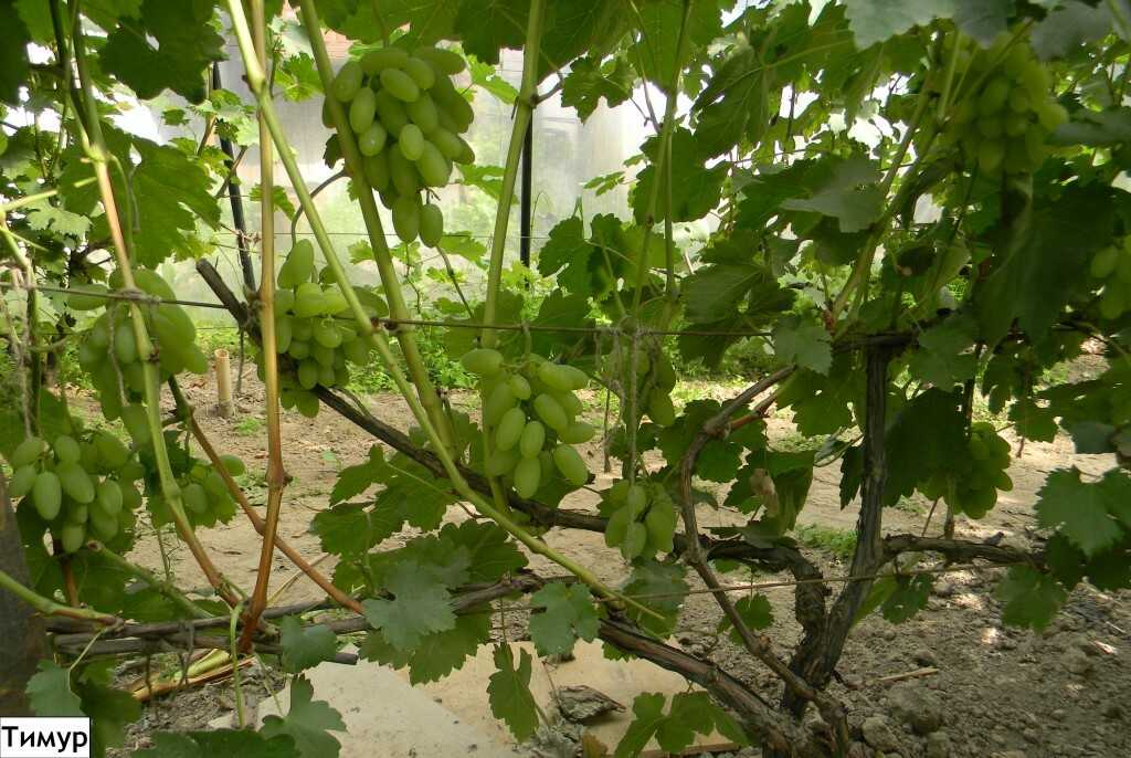 Характеристики сорта винограда тимур — особенности посадки и ухода