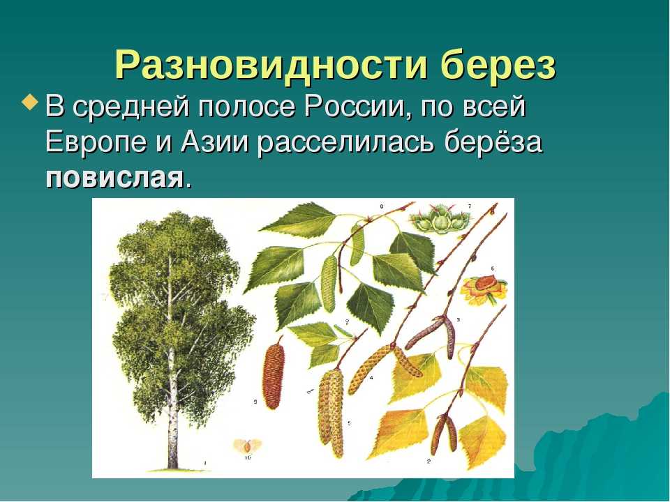Как выглядит черная береза Где растет это дерево Чем дальневосточная береза отличается от американской В каких условиях выращивать ее в России Как размножается черная береза