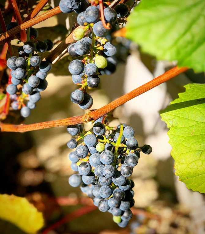 Виноград виктор: описание и характеристики сорта, особенности ухода и фото