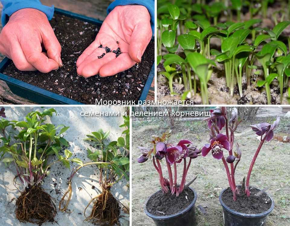 Как посадить и ухаживать за растением, обработка от паразитов, когда сажать и собирать урожай, фото и видео
