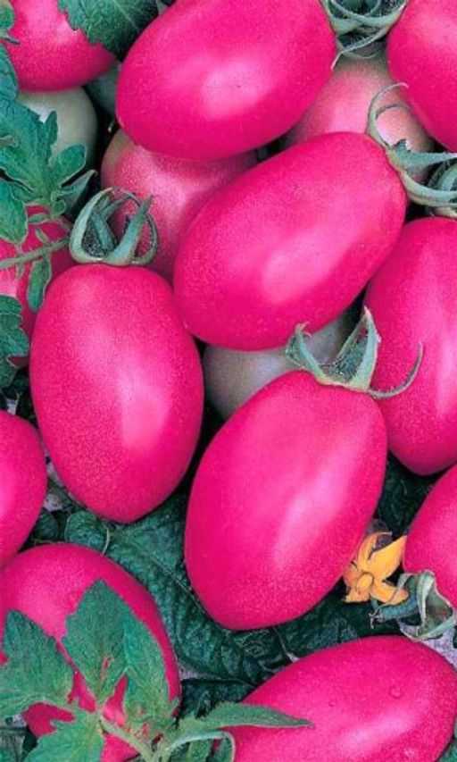 Томат розовый гигант: характеристика и описание сорта, отзывы тех кто сажал и выращивал помидоры об их урожайности, фото семян и листьев рассады