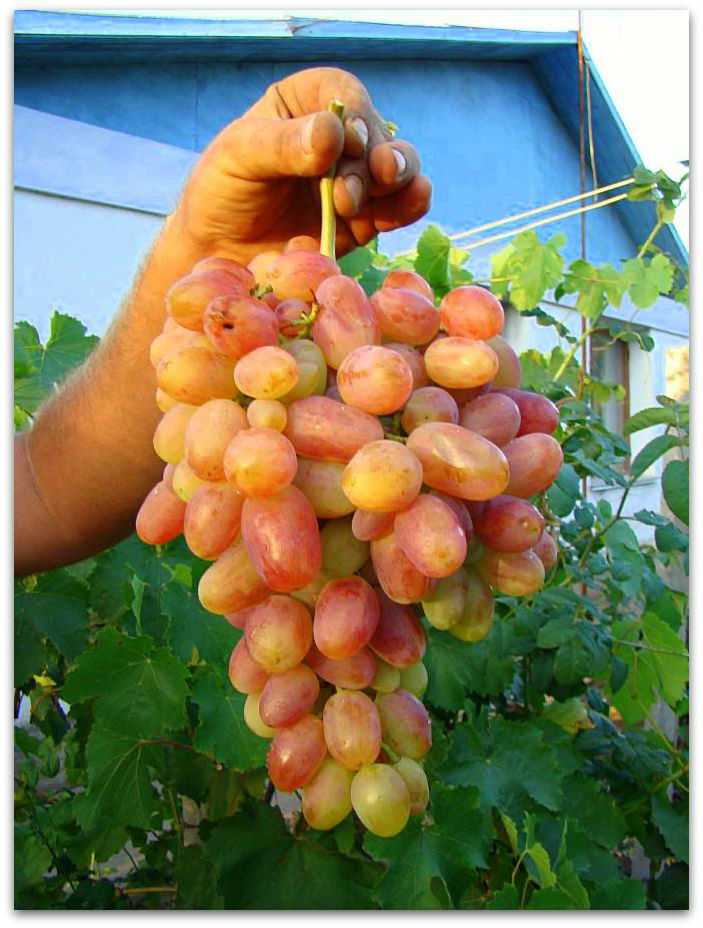 Виноград - 80 фото винных и технических сортов божественной ягоды вынограда