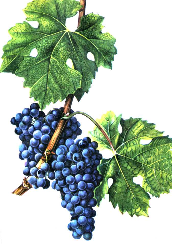 Виноград сорта каберне кортис — классика ранней спелости