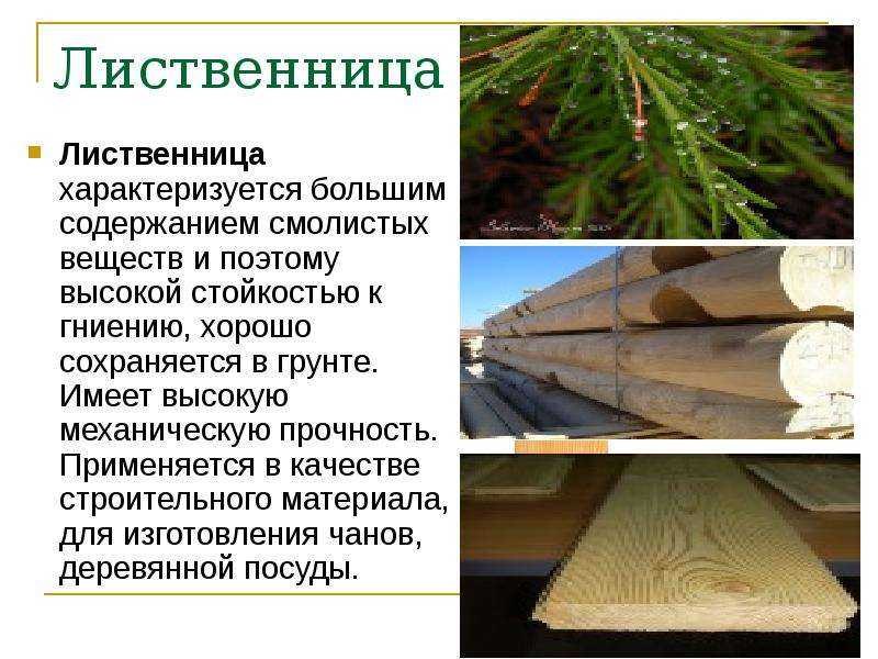 Карельская береза, описание древесины карельской березы для паркета