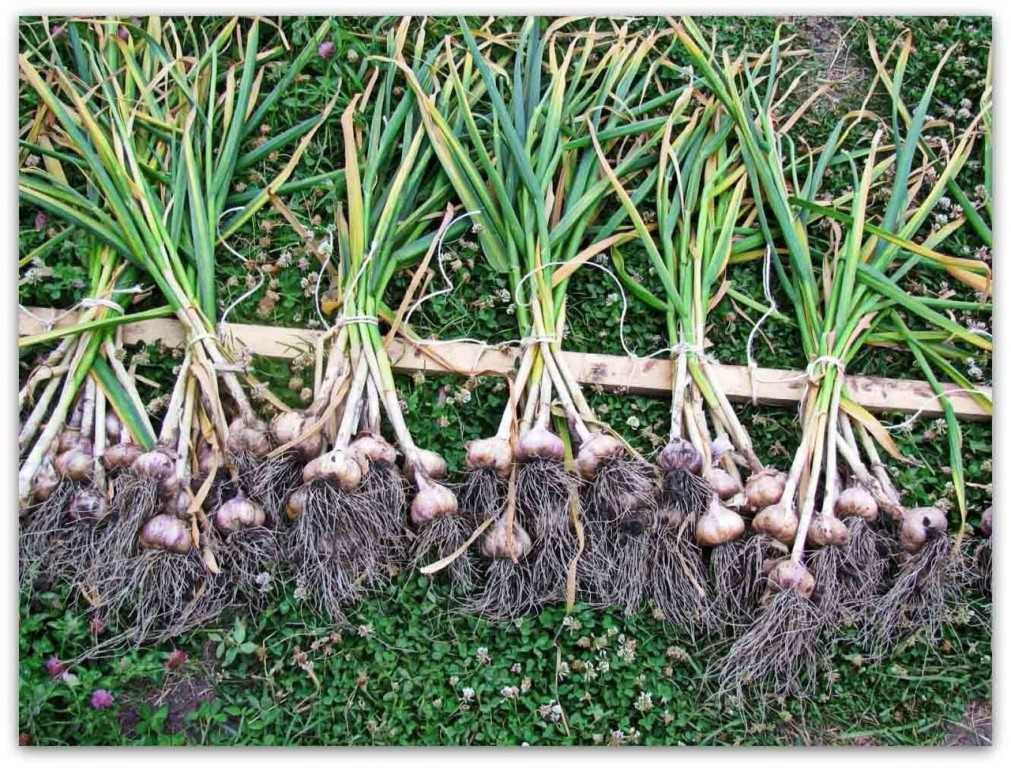 Выращивание пекинской капусты в открытом грунте: основные правила, уход за растением