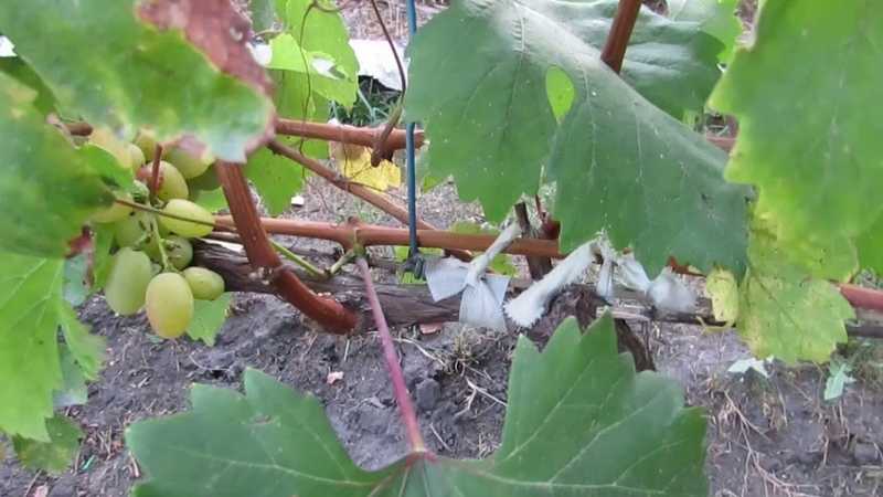 Любисток: выращивание и уход, как сажать и вырастить из семян (в открытом грунте, в горшке в домашних условиях и на рассаду), подкормка, сбор урожая