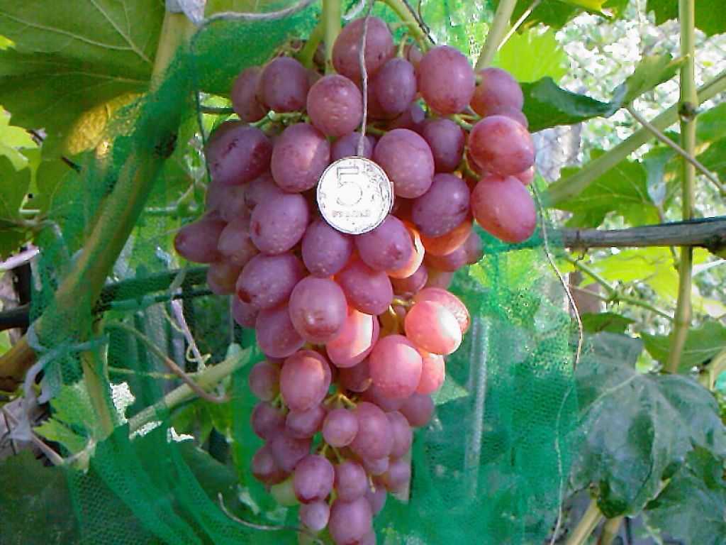 Виноград кишмиш 342: фото и описание сорта, выращивание и уход, видео