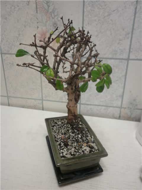 Бонсай из фикуса (43 фото): как сделать дерево из микрокарпа? уход в домашних условиях. что делать, если растение сбрасывает листья?