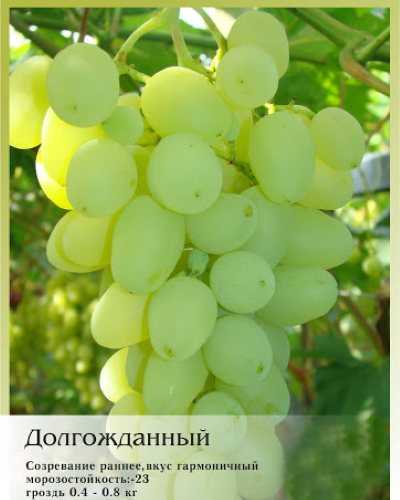 Виноград юлиан: описание и характеристики сорта, особенности ухода и фото