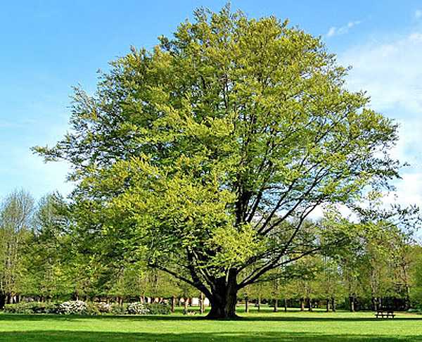 Дерево бук — где растет в россии, описание и фото, свойства, видео